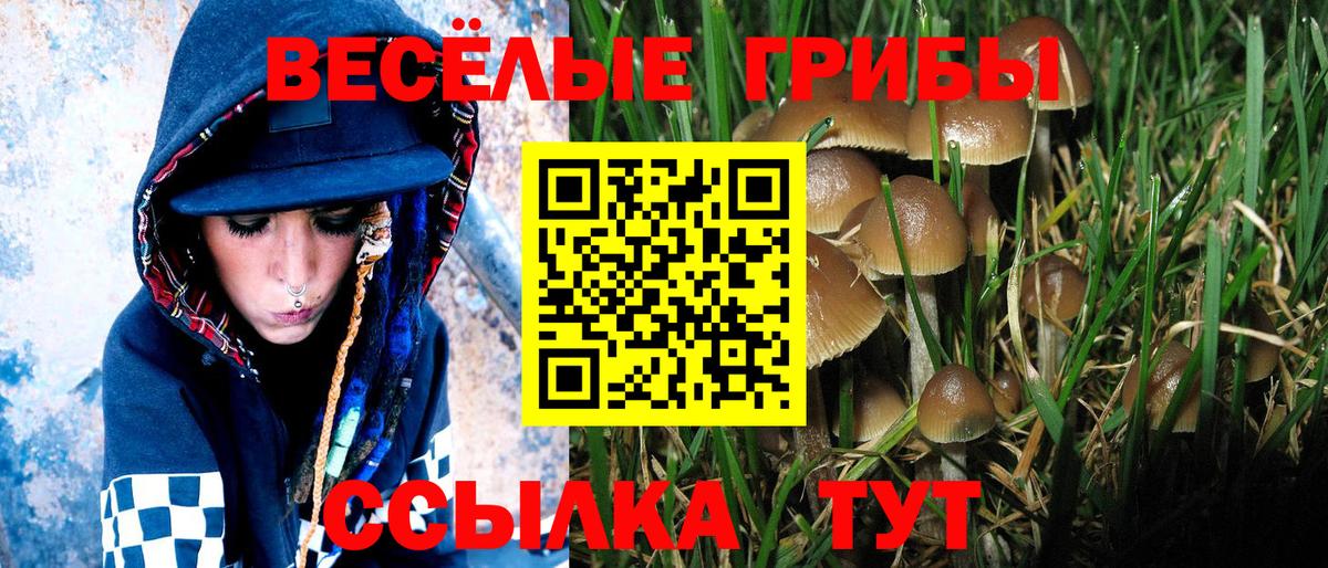 Узловая  Псилоцибиновые грибы Psilocybe  Вход с VPN 
